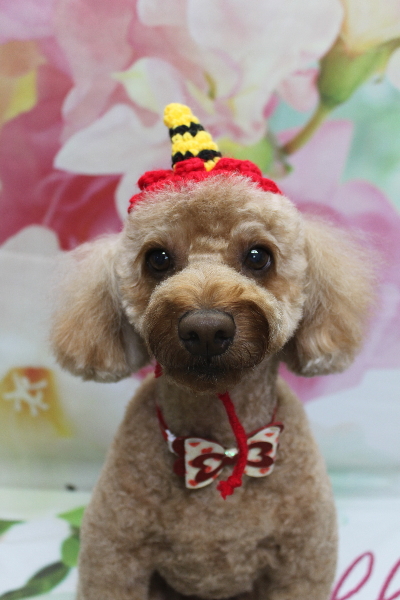 千葉県船橋市のトイプードルのトリミング画像