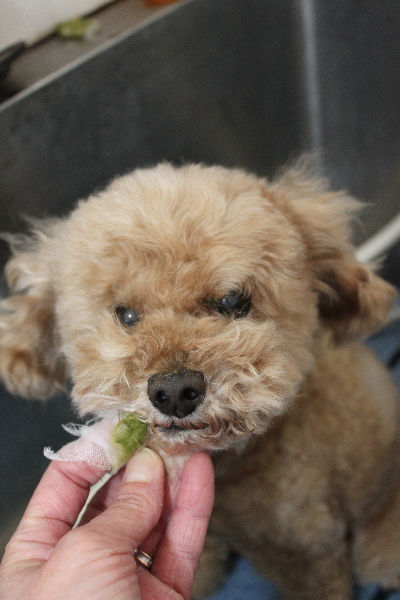 千葉県鎌ヶ谷市のトイプードルの歯磨き画像