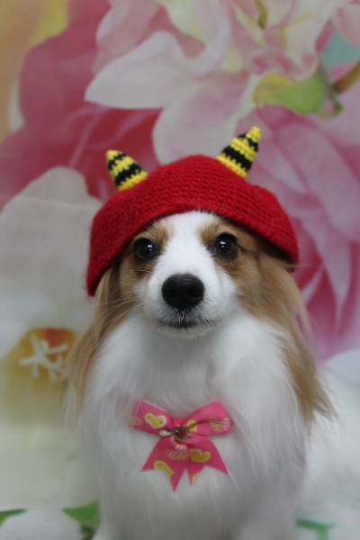 千葉県鎌ヶ谷市のパピヨンのトリミング画像