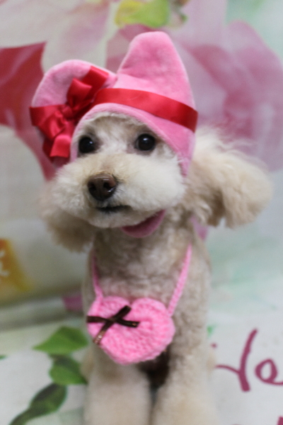 千葉県鎌ケ谷市のトイプードルトリミング画像