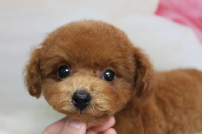 トイプードルブリーダーの子犬、トリミング画像