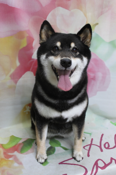 千葉県船橋市の柴犬のトリミング画像