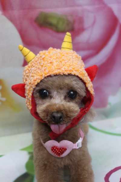 千葉県印西市のトイプードルのトリミング画像