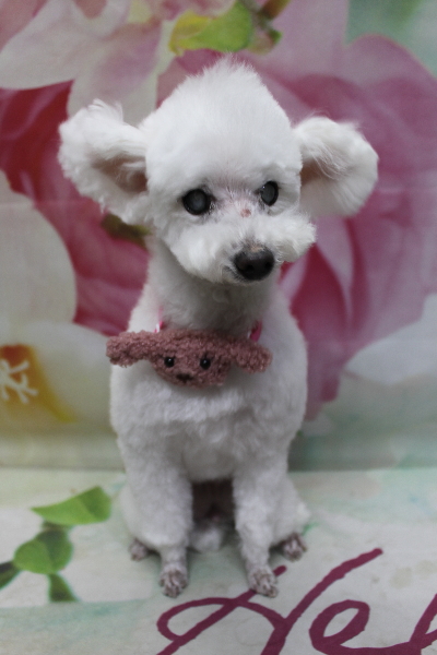 千葉県習志野市のトイプードルのトリミング画像