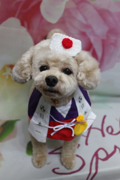 千葉県鎌ケ谷市のトイプードルのトリミング画像