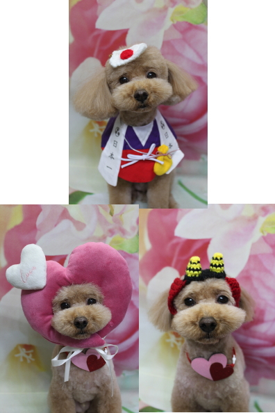 千葉県船橋市のトイプードルのトリミング画像