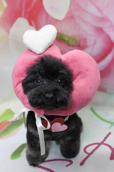 千葉県鎌ヶ谷市のトイプードルのトリミング画像