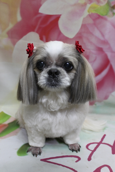 千葉県鎌ケ谷市のシーズーのトリミング画像