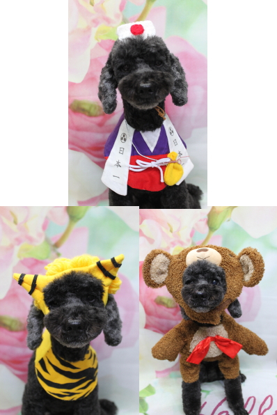 千葉県松戸市のトイプードルのトリミング画像