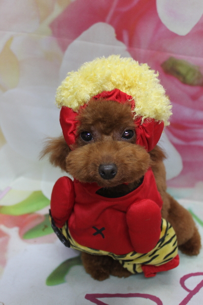 千葉県八千代市のトイプードルのトリミング画像