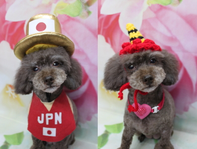 千葉県柏市のトイプードルのトリミング画像