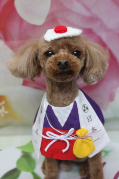 千葉県鎌ケ谷市のトイプードルのトリミング画像