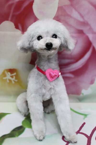 千葉県印西市のトイプードルのトリミング画像