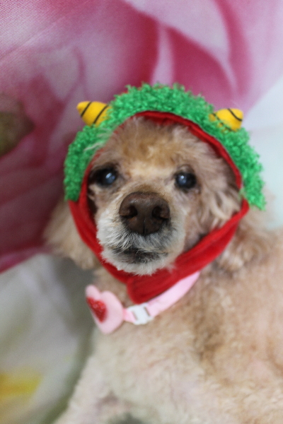 千葉県船橋市のトイプードルのトリミング画像