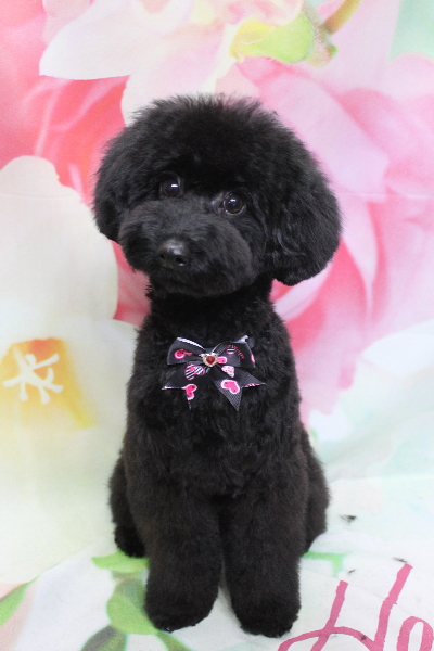 千葉県鎌ヶ谷市のトイプードルのトリミング画像