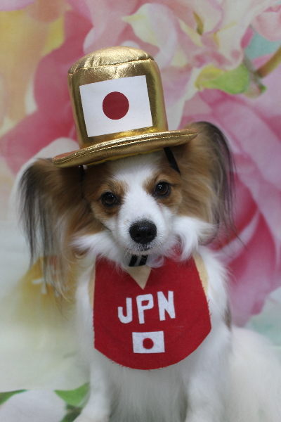 千葉県鎌ヶ谷市のパピヨンのトリミング画像