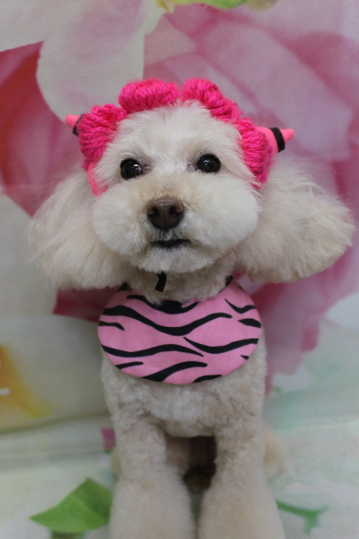 千葉県鎌ケ谷市のトイプードルトリミング画像