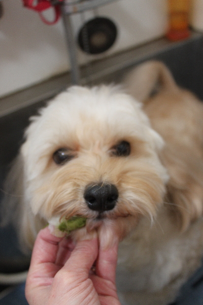 千葉県鎌ヶ谷市のミックス犬の歯磨き画像