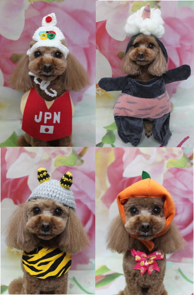 千葉県鎌ヶ谷市のトイプードルのトリミング画像