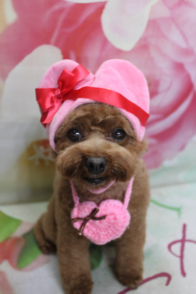 千葉県鎌ケ谷市トイプードルのトリミング画像