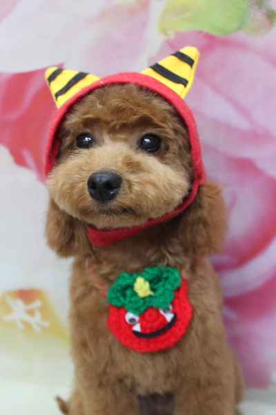 千葉県船橋市のトイプードルのトリミング画像