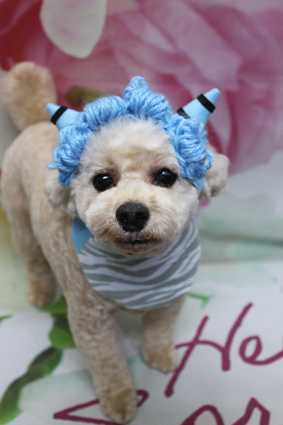 千葉県鎌ケ谷市のトイプードルのトリミング画像