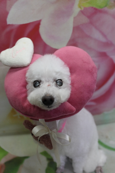 千葉県習志野市のトイプードルのトリミング画像