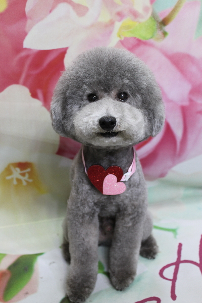 千葉県船橋市のトイプードルのトリミング画像