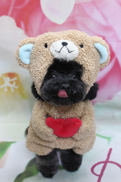 千葉県鎌ヶ谷市のトイプードルのトリミング画像