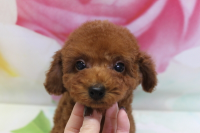 トイプードルブリーダーの子犬、トリミング画像