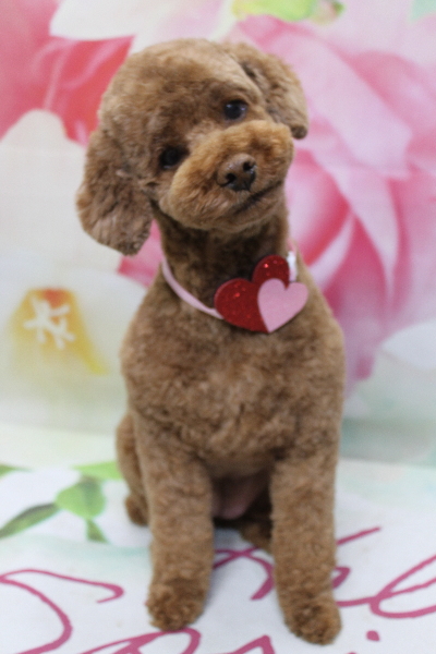 千葉県鎌ケ谷市トイプードルのトリミング画像