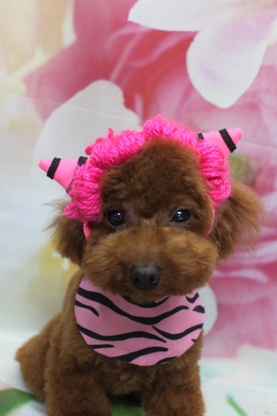 千葉県八千代市のトイプードルのトリミング画像