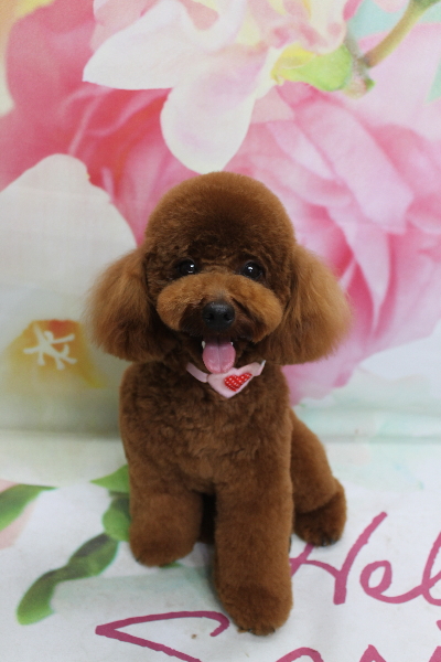 千葉県鎌ヶ谷市のトイプードルのトリミング画像