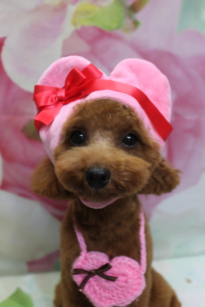 千葉県船橋市のトイプードルのトリミング画像