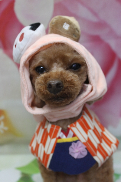 千葉県鎌ケ谷市のトイプードルのトリミング画像