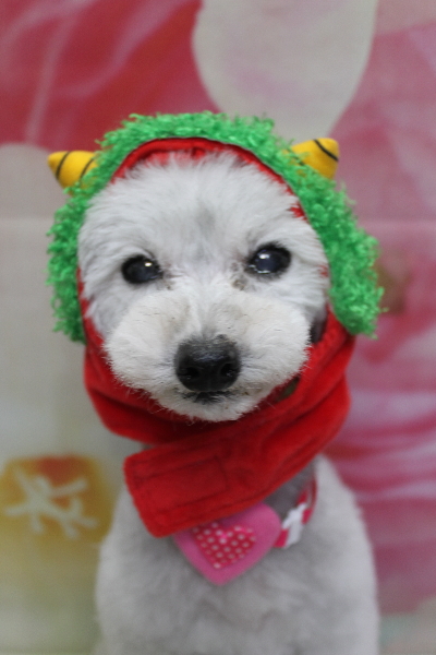 千葉県印西市のトイプードルのトリミング画像