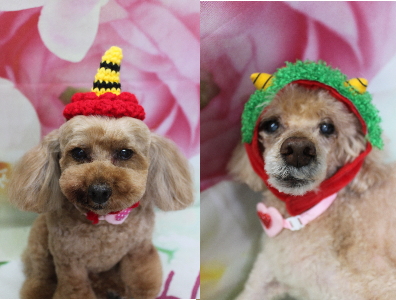 千葉県船橋市のトイプードルのトリミング画像