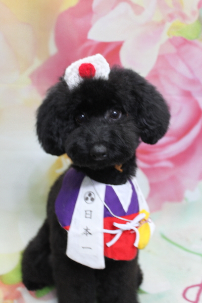 千葉県鎌ヶ谷市のトイプードルのトリミング画像