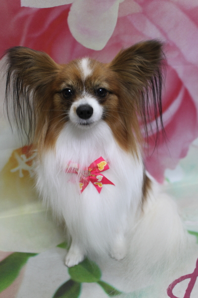 千葉県鎌ヶ谷市のパピヨンのトリミング画像