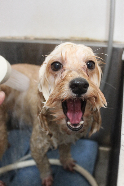 千葉県鎌ヶ谷市のミックス犬のオゾンシャワー画像