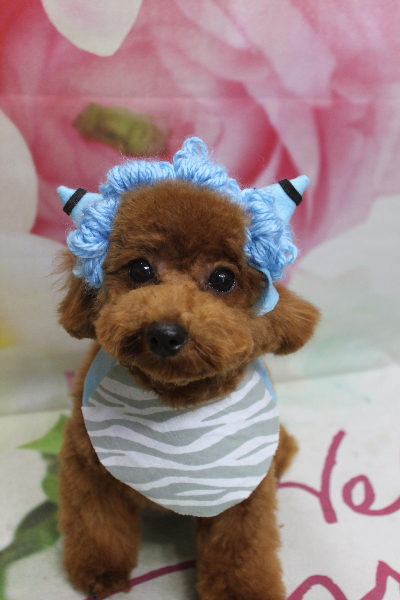 千葉県鎌ケ谷市トイプードルのトリミング画像