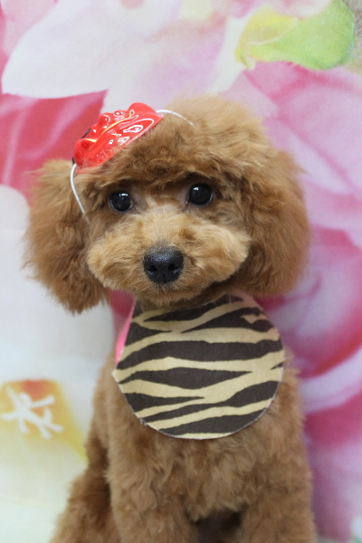 千葉県船橋市のトイプードルのトリミング画像