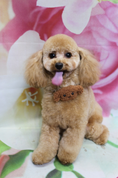 千葉県鎌ケ谷市のトイプードルのトリミング画像