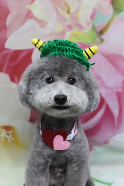 千葉県船橋市のトイプードルのトリミング画像