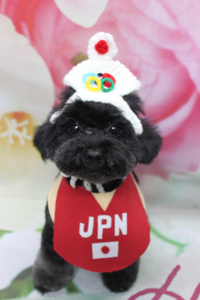 千葉県鎌ヶ谷市のトイプードルのトリミング画像