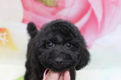 トイプードルブリーダーの子犬、トリミング画像