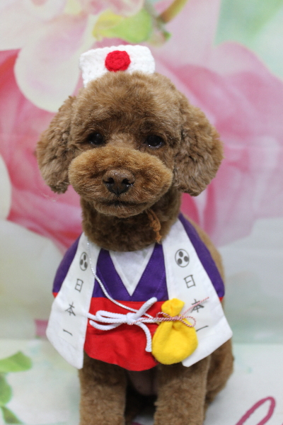 千葉県鎌ケ谷市トイプードルのトリミング画像