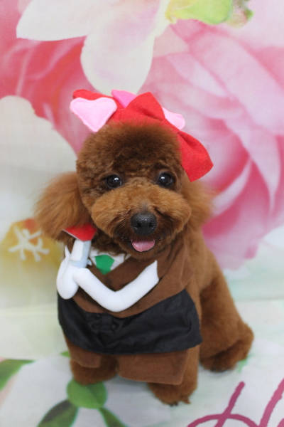 千葉県鎌ヶ谷市のトイプードルのトリミング画像