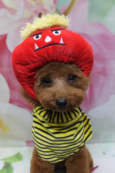 千葉県船橋市のトイプードルのトリミング画像