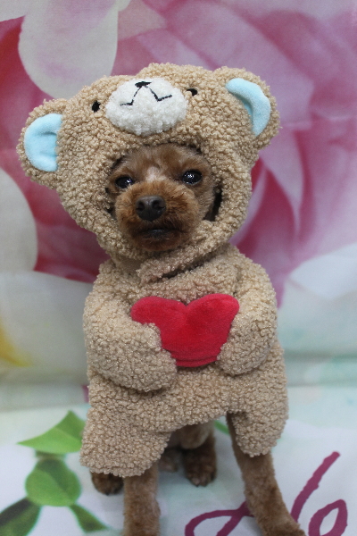 千葉県鎌ケ谷市のトイプードルのトリミング画像